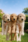 Standard Goldendoodles