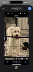 Golden Doodle