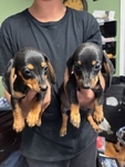 Miniature Dachshund Puppies