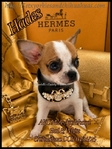 AKC Male Applehead Micro Chihuahuas