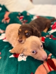 Christmas Weenies!! AKC Mini Dachshund pups