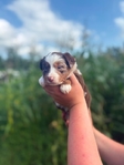 Australian shepherd’s