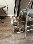 Looking to rehome!