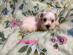 CKC Mini Schnauzer Pups $1000