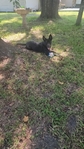Belgian Malinois