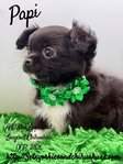 Stunning AKC Applehead Longcoat Male Chihuahuas