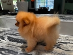 Pomeranian