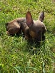 French Bulldog Puppies