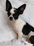 AKC Stunning Male Chihuahuas