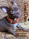 AKC Gorgeous Applehead Chihuahuas