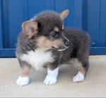 Two Registered Bluie Pembroke Corgi males