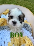 Shih-tzu pups!