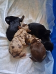 Ckc long-haired miniature dachshunds