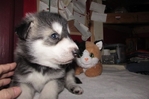 wolf hybrids for sale