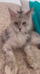 Main coon kittens