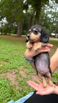 Beautiful Mini Dachshund Puppies