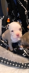 Blue Fawn Female Pitbull