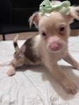 Beautiful Merle Chihuahua Puppies