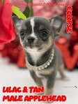 AKC Valentine Applehead Chihuahuas