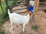 Boer goats. Reduced price