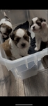 super cute shih tzu puppies