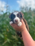 Australian shepherd’s