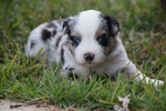 Miniature Australian Shepherds