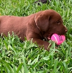 Labrador Retriever Puppies