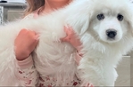 Female Great Pyrenees Puppy