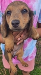 AKC Dachshunds - Fully Vetted & Ready Now! (Southeast Texas)