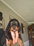 Ckc registered long-haired miniature dachshunds