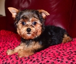 AKC Male Yorkie Puppy
