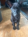 German shepherd puppy