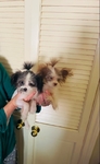 Pomapoo puppies 2 tiny female sisters