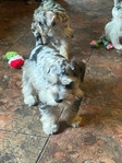 Mini schnauzers