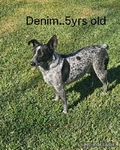 Blue Heeler