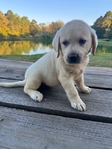 Gorgeous Yellow English Labrador Females