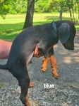 AKC Doberman Pinscher puppies