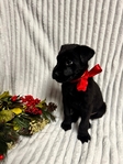 Male Cane Corso / Lab 8 Weeks Old