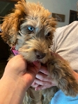 Labradoodle blue eyed female 10 week old puppy