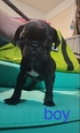 Pug puppies