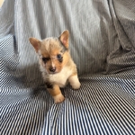 Merle Corgis CKC Registered