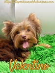 AKC Thick Coated Male Mini Yorkie