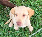 AKC LAB PUPPIES
