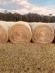 4x5 Bahia Round Bales $50.00 ea..