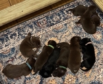 AKC Labrador Retrievers puppies