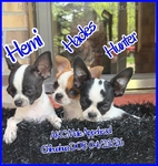 AKC Male Applehead Chihuahuas