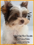 Breathtaking AKC Male Yorkies