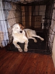 Dogs needs a home