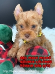 AKC Registered Micro Yorkies